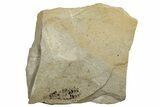 Detailed Fossil Dragonfly (Odonata) Larva - France #254279-1